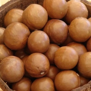 Macadamia 15 nuts/seeds easy to grow and taste great