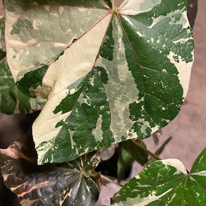 Sale HIBISCUS TILIACEUS VARIEGATA cutting 6 cuts of 6 inches easy to root and fast growing. image 1