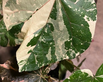 Sale HIBISCUS TILIACEUS VARIEGATA cutting 6 cuts of 6 inches easy to root and fast growing.