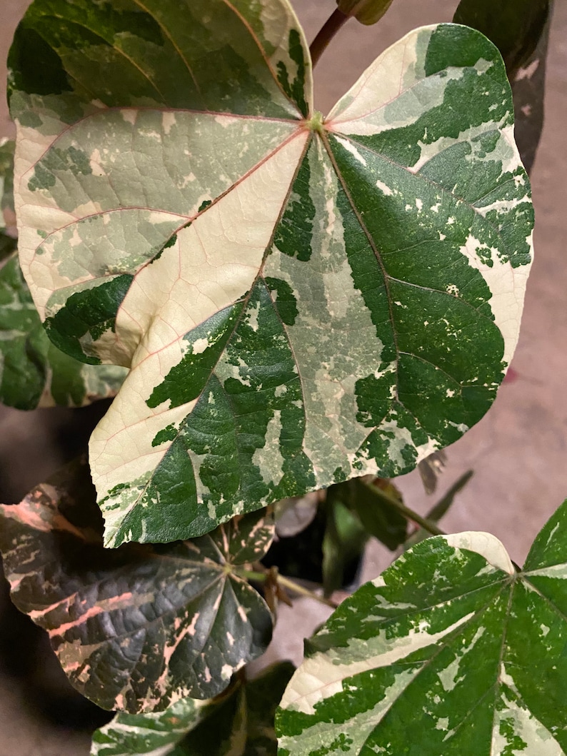 Sale HIBISCUS TILIACEUS VARIEGATA cutting 6 cuts of 6 inches easy to root and fast growing. image 1