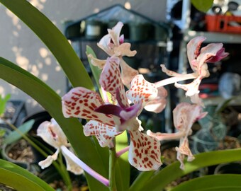 Orchid Big Vanda orchid plant. About two feet long. grows like airplants