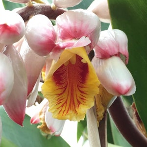 May include: A close-up of a yellow, red, and white ginger flower with a white stem. The flower has a unique, intricate pattern of red lines on the yellow petals.