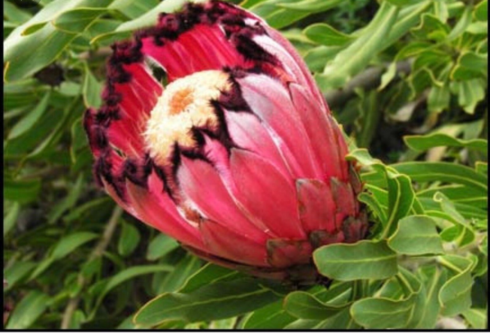 Pink Mink Protea or Plant Rooted About a Foot Tall Nice and Etsy Canada