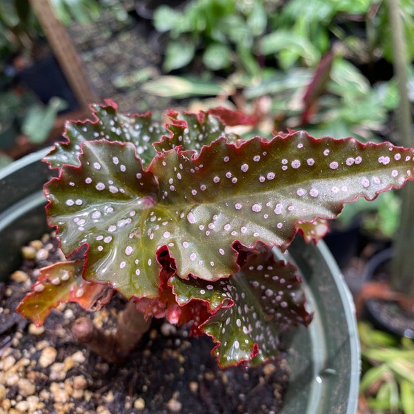 Begonia Plants for Sale Etsy