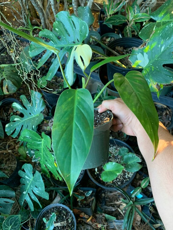 Philodendron Green Princess Indoor House Plant Etsy
