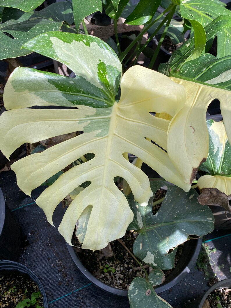 Variegated Thai Monstera Deliciosalive Cuttings From a Plant Etsy