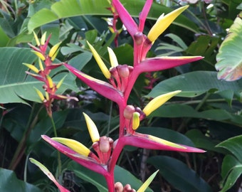 1 Heliconia angel plant/Rhizome