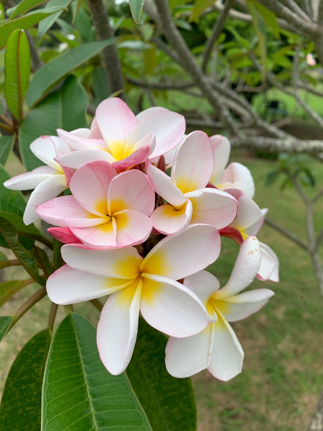 Big Saleplumeria 812 Inch Fresh Cutting Wasy to Root and Grow All Plumerias Are Very Hardy