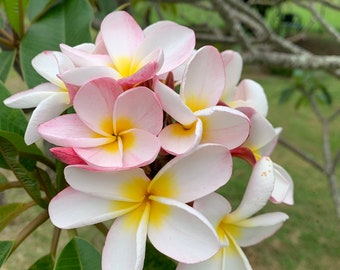 Big sale-Plumeria 8-12 inch fresh  Cutting wasy to root and grow all plumerias are very hardy name-white rain