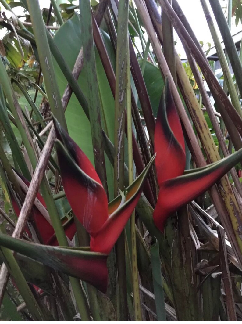 Red Lobster Claw 1 Live Plant Rhizome Fresh and Ready to Grow Etsy
