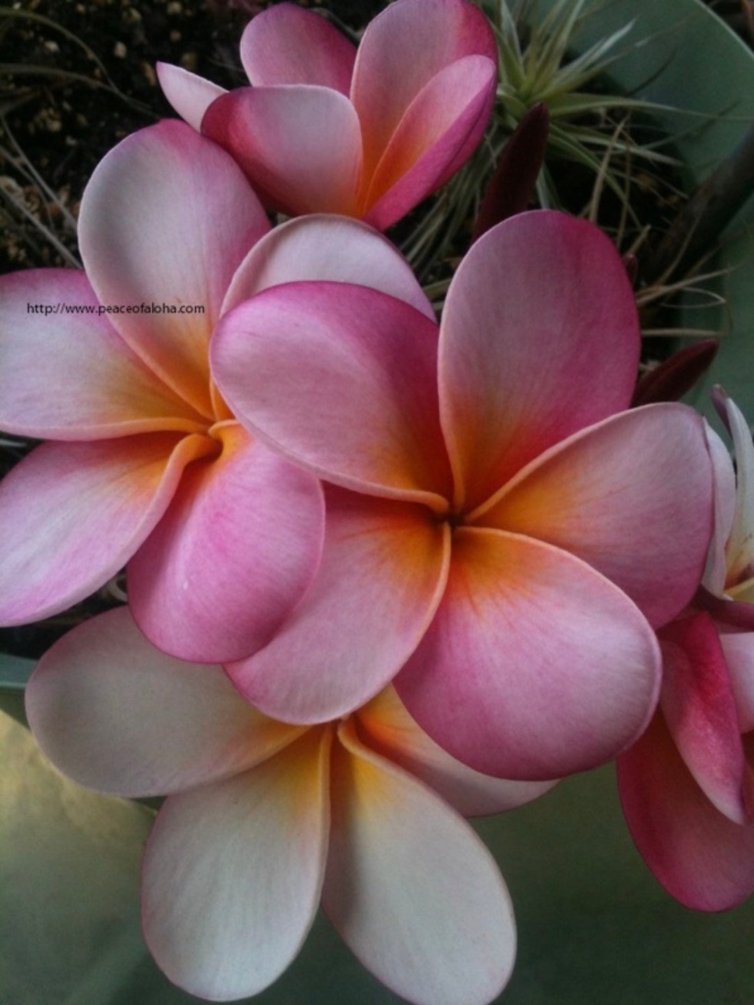 Plumeria Cutting 812 Pink Wailuku Fresh and Easy to Grow. Fragrant Etsy