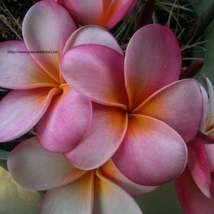 Plumeria cutting 8-12 pink wailuku fresh and easy to grow. Fragrant