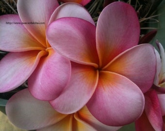 Plumeria cutting 8-12 pink wailuku fresh and easy to grow. Fragrant