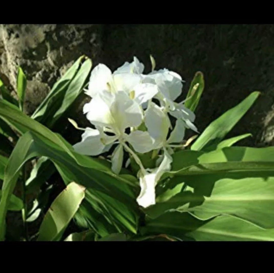 HUGE SALE- sale Butterfly ginger plant one fresh Rhizome best deal ar…