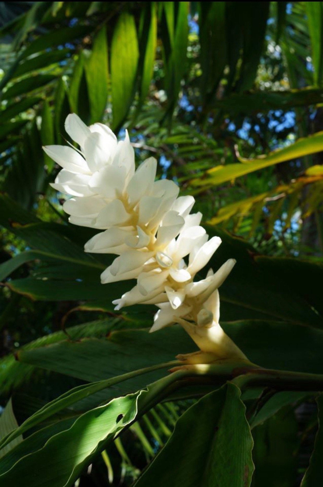Huge Sale White Ginger 1 Plant purest live fresh and easy tho Etsy