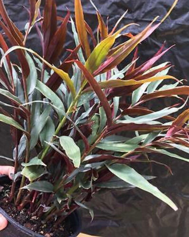 Sale Red Bamboo Ginger One Live Plant Easy and Ready to Grow.. Etsy