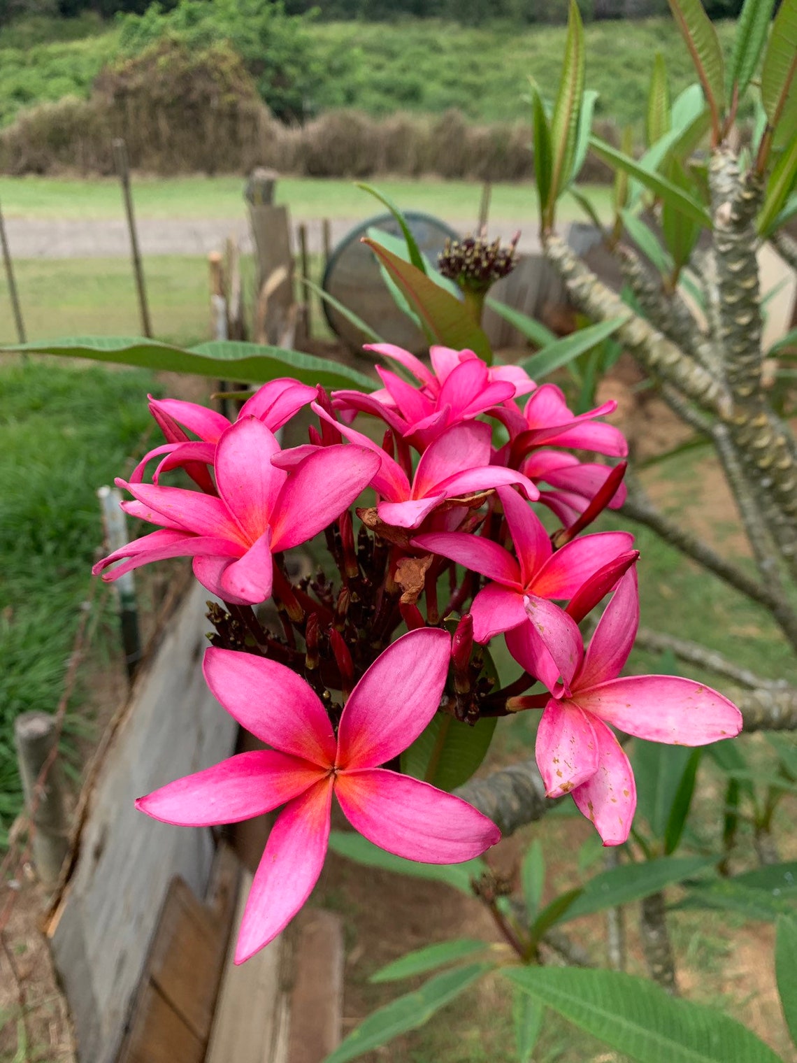 Plumeria cutting 612 inches fresh and easy to grow magenta Etsy