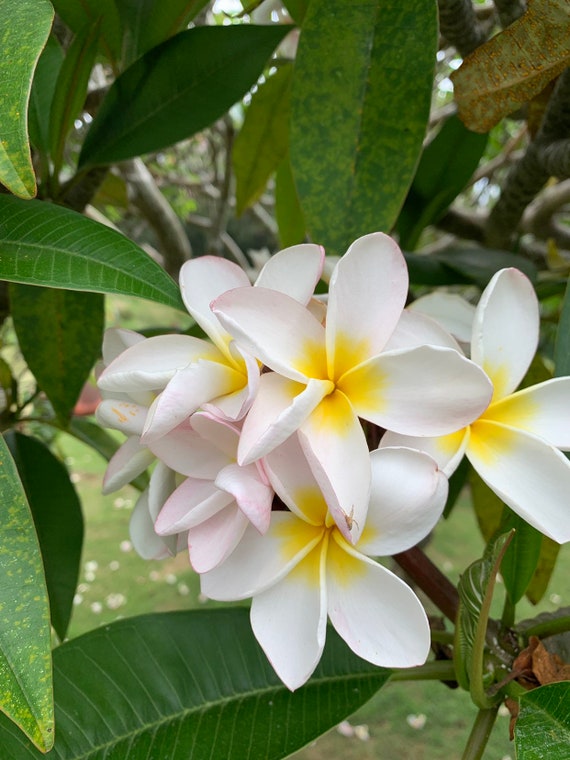Details about < Cattariya > FRAGRANT PLUMERIA CUTTING WITH ROOTED 7-12 INCH WITH FREE PHYTO Details about < Cattariya > FRAGRANT PLUMERIA CUTTING WITH ROOTED 7-12 INCH WITH FREE PHYTO