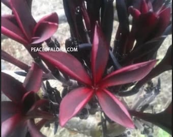 4 combo rare colors  8-12 plumeria cuttings ready and easy to grow. You will get 4 fresh 8-12 inch cuts. Combo #2