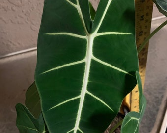 Frydek plant alocasia. Indoor House plant easy to grow and hardy. One plant we must send bare root due to ag inspection. USA seller