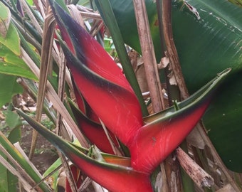 Red Lobster claw 1 live Plant Rhizome Fresh And Ready To Grow