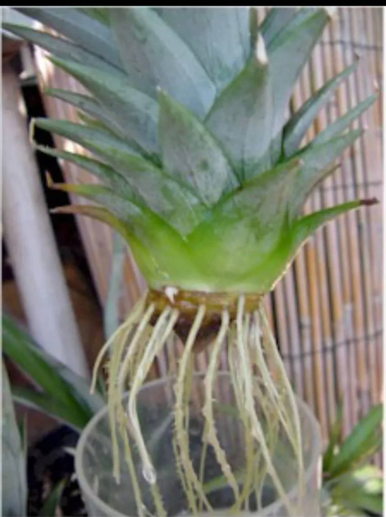 2 Pineapple plants crowns ready and easy to grow Name 2 Maui Etsy