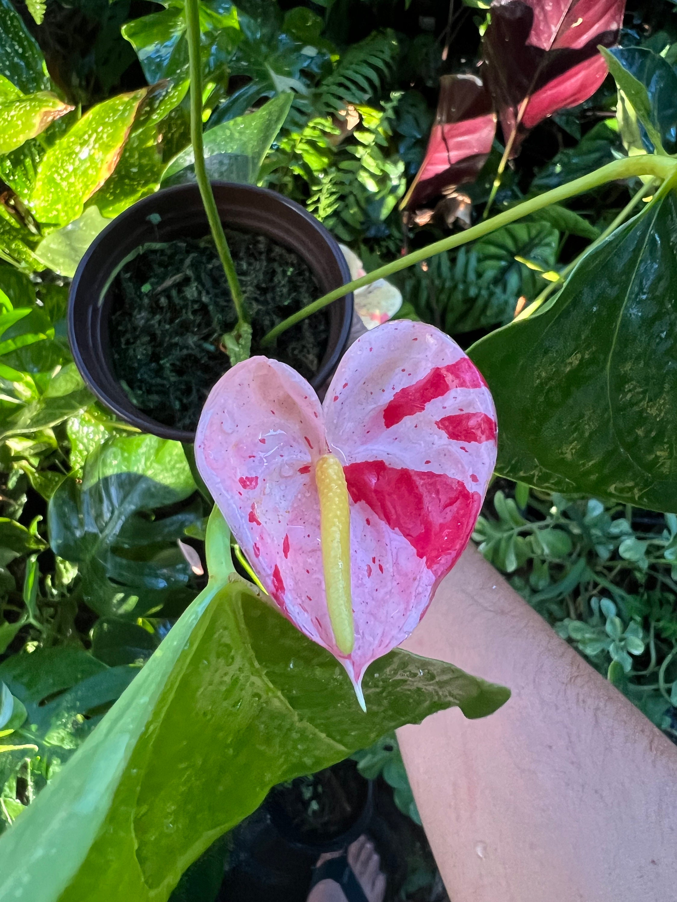 Anthurium Shibori Rooted Not Flowering at the Moment but Should Be