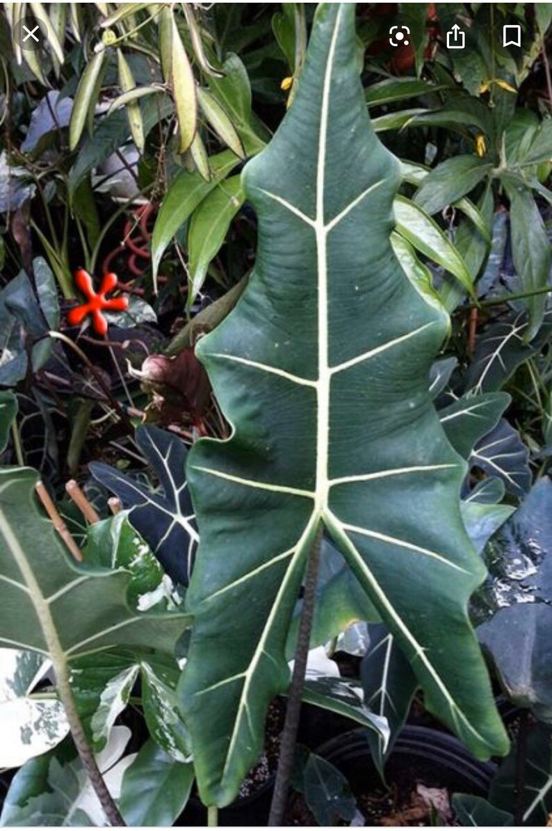 Alocasia sarian jumbo species | Etsy