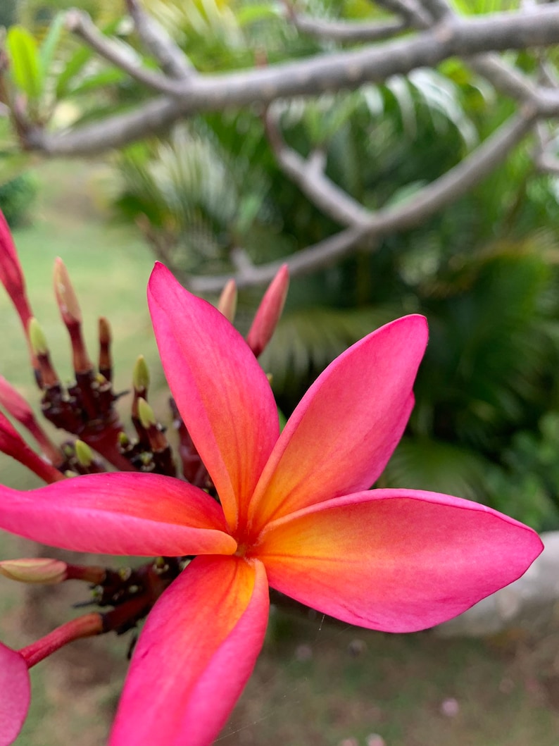 Sale Plumeria 612 Inches Fresh Cutting Easy to Root Name Etsy