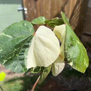 Big sale HIBISCUS TILIACEUS VARIEGATED variegated rooted plant great windbreaker or fencing usa seller image 9