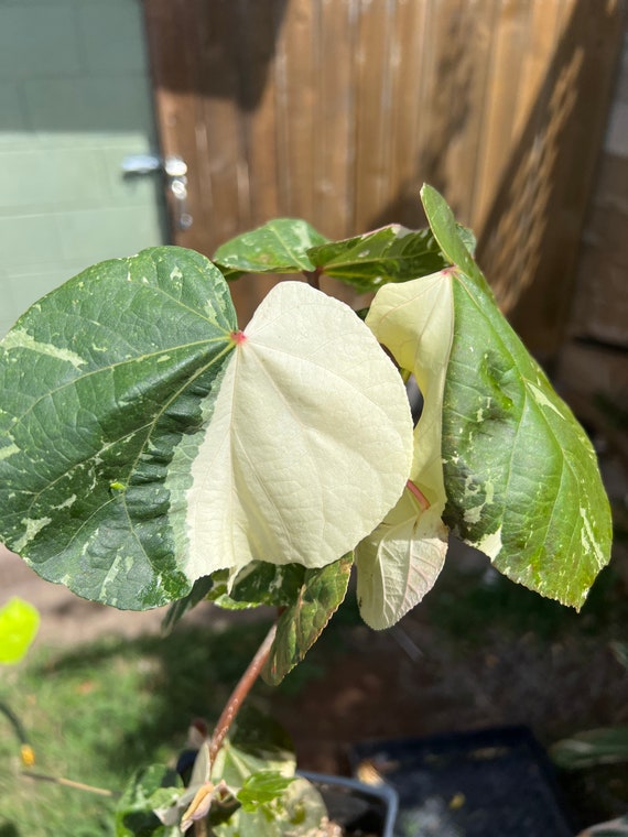 HIBISCUS TILIACEUS VARIEGATED Highly Variegated Rooted Plant Great  Windbreaker or Fencing Usa Seller - Etsy