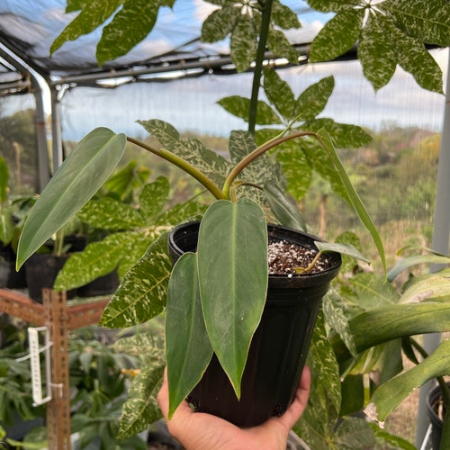 Philodendron Noid Philo Indoor House Plant Etsy