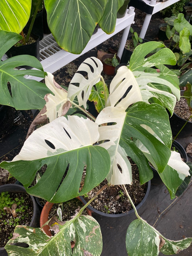 Sale Albo Monstera Plant Cutting Mature Beautiful House Plant Etsy