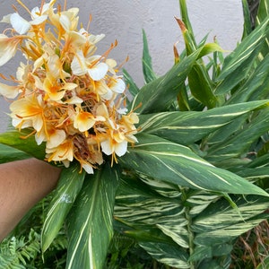 Rare Variegated kahili  ginger rare