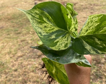 Variegated Philodendron Hederaceum Variegated Heartleaf Philodendron sale