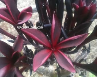 10 plumeria top cuts 8-12 inchin red dragons breath