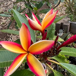 Big sale Plumeria cutting 8-12 inch  Maui rainbow p