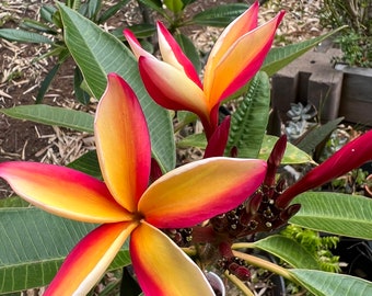 May include: Close-up of a tropical flower with yellow and red petals. The flower is in bloom and has a delicate, layered appearance.