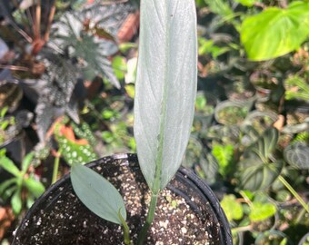 Philodendron silver sword narrow form