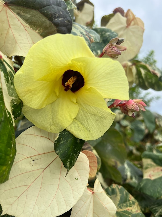Hibiscus sale for sale