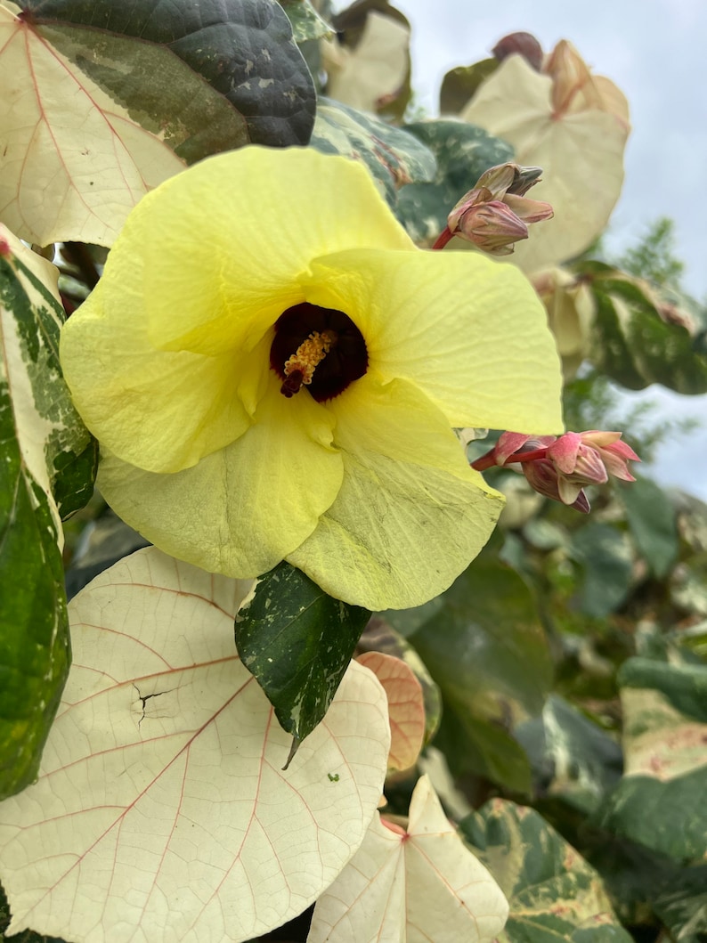 Sale HIBISCUS TILIACEUS VARIEGATA cutting 6 cuts of 6 inches easy to root and fast growing. image 2