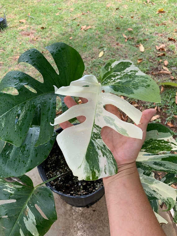 Large Form Variegated Monstera Cutting  Rare Tropical Houseplant Live Plant  - Etsy
