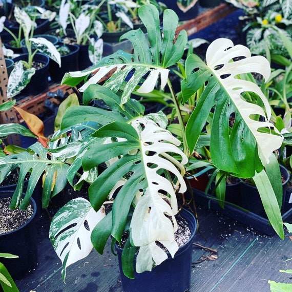 Sale Albo Monstera Plant Cutting Mature Beautiful House Plant Etsy