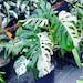 Sale Albo Monstera plant cutting mature beautiful house plant cutting 