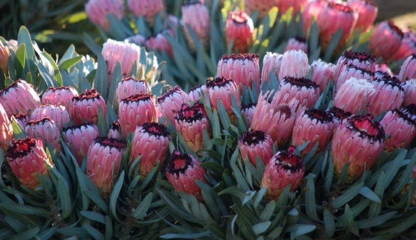 Pink Mink Protea or Plant Rooted About a Foot Tall Nice and Etsy