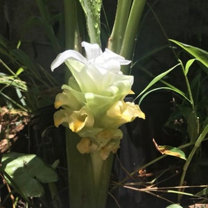 May include: A close-up of a white and yellow ginger flower with green leaves. The flower is in bloom and has a delicate, fragrant scent. The leaves are long and slender, and the plant is growing in a garden setting.