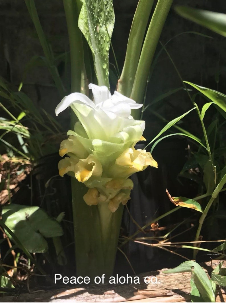 Sale Maui hawaii Turmeric olena 6pcs either grow it or eat it Etsy