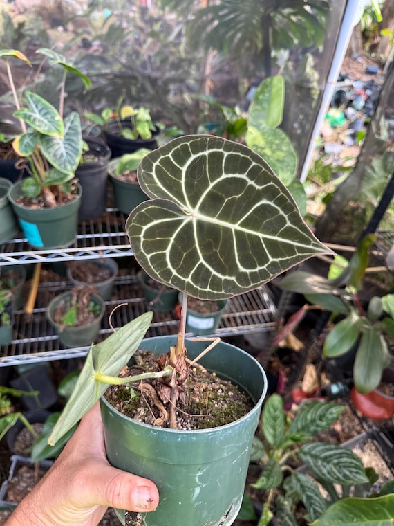 Anthurium Dark Clarivium Nice Size - Etsy