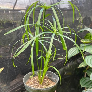 Cyperus involucratus Aqua plant or dry land image 1