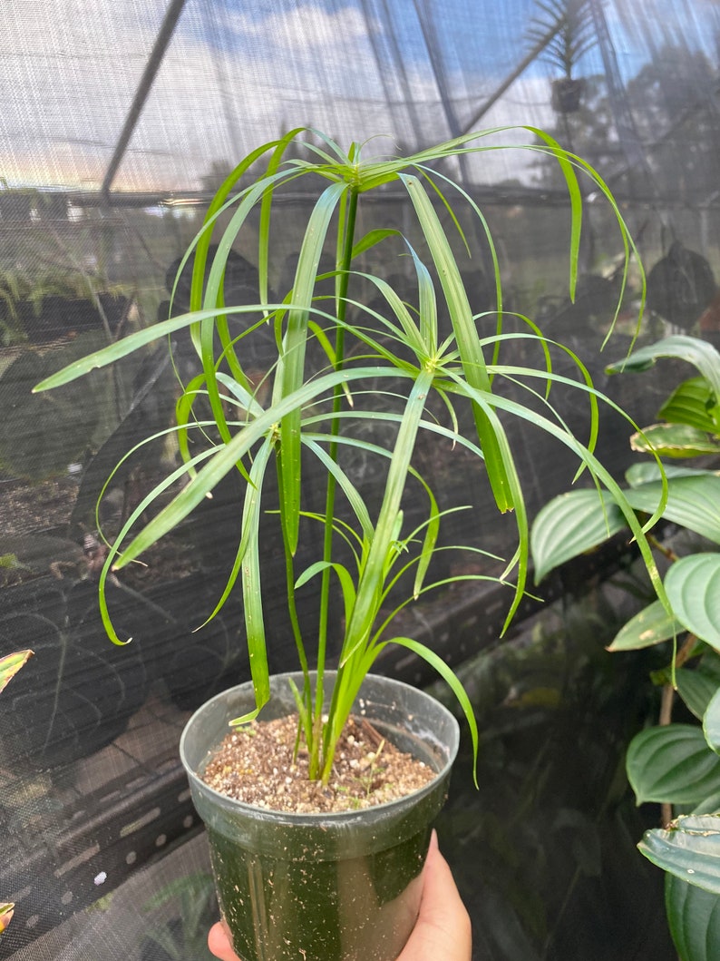 Cyperus involucratus Aqua plant or dry land image 1